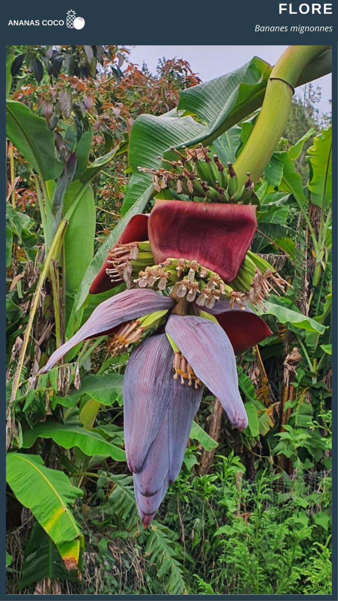 Ananas Coco Bed & Breakfast Salazie Bagian luar foto