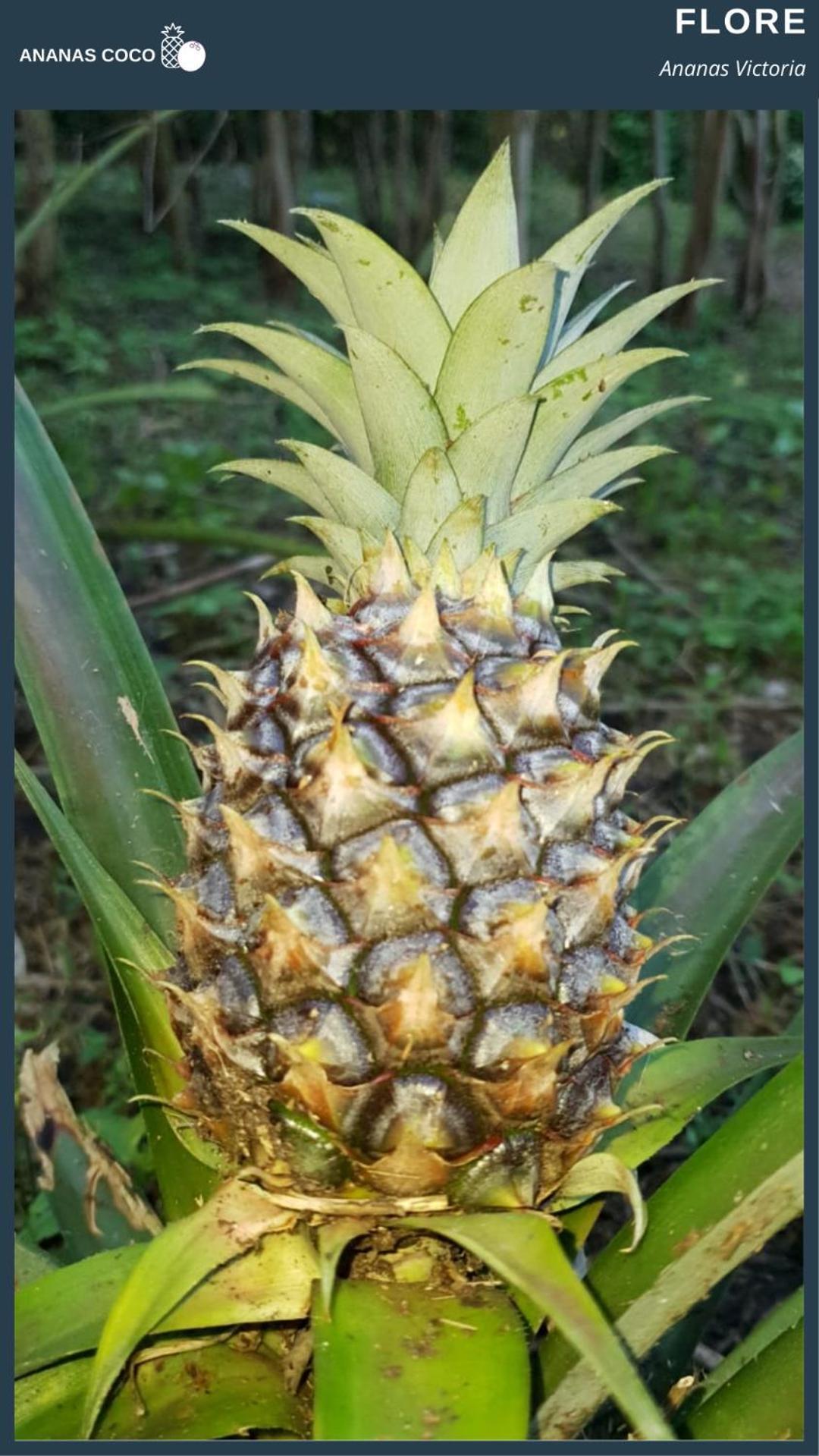 Ananas Coco Bed & Breakfast Salazie Bagian luar foto